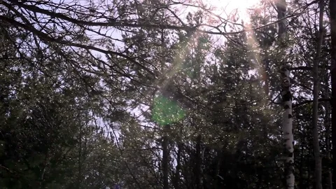 Sun beam pass through the pine branches. Closeup tilt shot Stock Footage 74991971