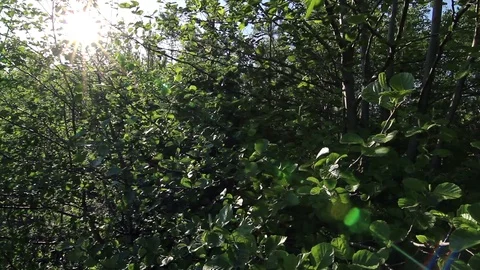 Sun beam pass through the tangle of branches. Tracking shot create the flare Stock Footage 73002170
