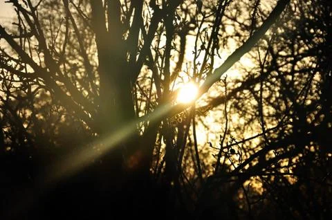 Sun beam shining through trees Stock Photos