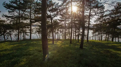 Sun Beam In Spring Forest Stock Footage 37238530