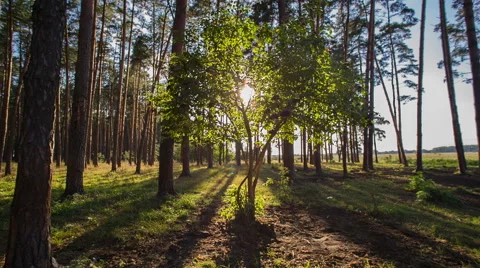 Sun Beam In Spring Forest Stock Footage 51650384
