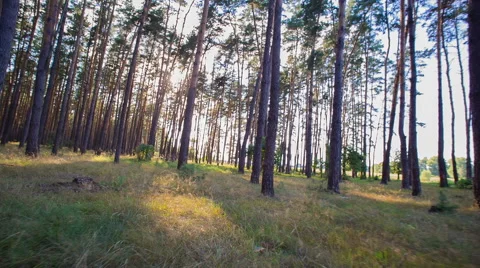 Sun Beam In Spring Forest Stock Footage 51651361