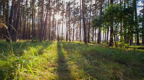 Sun Beam In Spring Forest Stock Footage 51652102