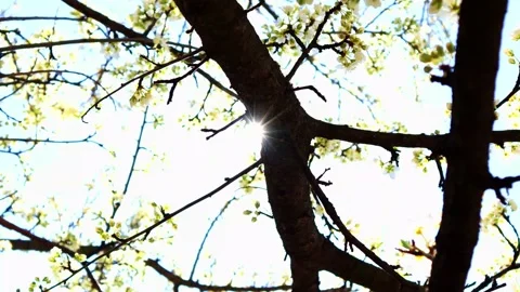 Sun Beam  Spring, Tree - B Roll Stock Footage 185908054