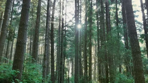 Sun Beam Through Coastal Forest 2 Stock Footage 77764729