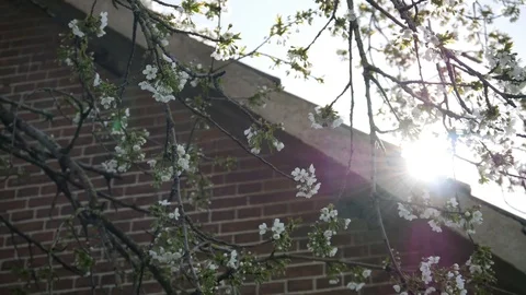 Sun beam through the flowering tree from a roof Video stock 128313744