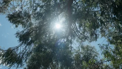 Sun beam through tree Stock Footage 260369974