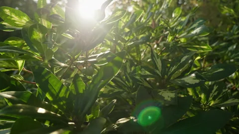 Sun beam through twigs and leaves Vídeo Stock 263679653