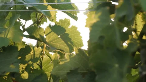 Sun beam through vineyard leaves 動画素材 143507348
