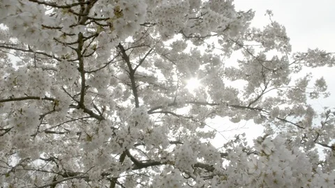 Sun beam upon the cherry blossoms Stock Footage 107942029