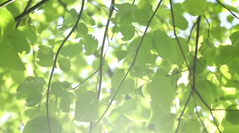 Sun beaming down between the bright green leaves Stock Footage 38315286