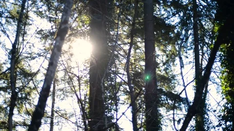 Sun Beaming Forest Branches - Gorgeous Lens Flare Stock Footage 101216197