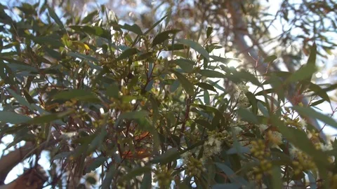 Sun Beaming through Flowering Australian Gumtree. Moving shot. Close up. Stock Footage 85270168