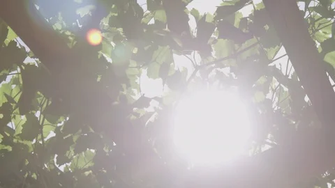 Sun beaming through a grape arbor in Israel Stock Footage 86052708
