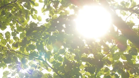 Sun is beaming through the green foliage in UHD Stockbeeldmateriaal 92850669