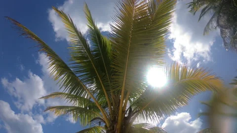 Sun beaming through a palm tree Stock Footage 147981782