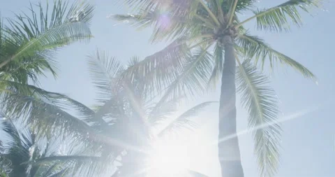 Sun beaming through palm trees Stock Footage 204874618