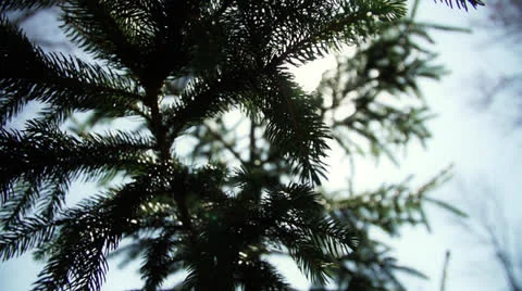 Sun Beaming Through Pine Tree Stock Footage 22824747
