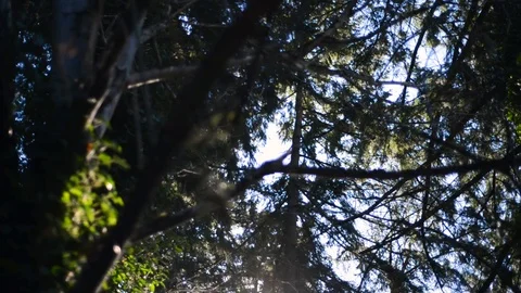 Sun beaming through tree branches - slight downward panning motion Stock Footage 101214325