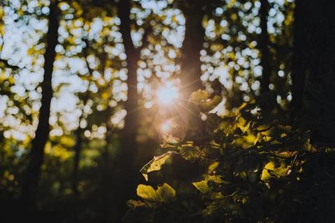 Sun Beaming Through Trees and Leaves Stock Photos
