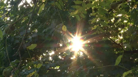 Sun beaming through Trees Stock Footage 252097830