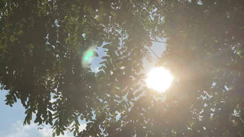 Sun beaming through trees leaves Stock Footage 280818224