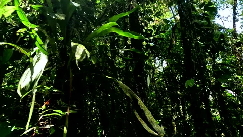 Sun beams are coming through the tropical forest canopy, nature background 库存影片 336932646