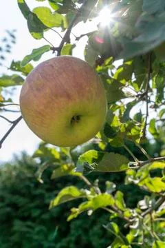 Sun beams behind an apple on the tree Stock Photos