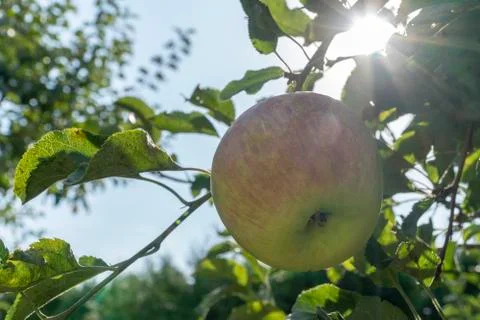 Sun beams behind an apple on the tree Stock-Fotos