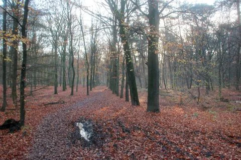 Sun beams between the trees in a forest during fall Stock Photos