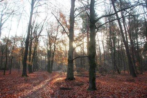 Sun beams between the trees in a forest during fall Stock Photos
