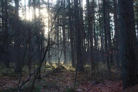 Sun beams between the trees in a forest during fall Stock Photos