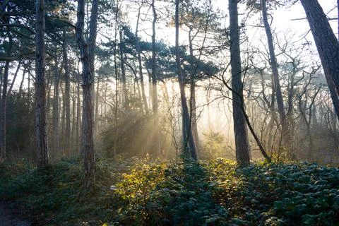 Sun beams between the trees on a winter morning Stock Photos