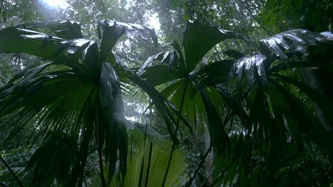 Sun beams breaking through large green wet palm leaves, Thailand. Panoramic view Video stock 112984005