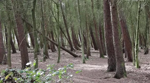 Sun Beams Come Through Fresh, Lush, Spring Foliage In A Forest 動画素材 49697848