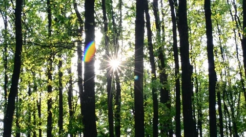 Sun beams come through fresh, lush, spring foliage in a forest Stock Footage 50491163