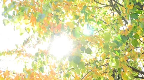 Sun beams come through yellow and green foliage of lime tree Stock Footage 55789065