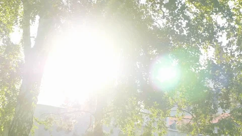 Sun beams comes through green leaves of tree. Stock Footage 95517723