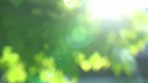 Sun beams coming through leaf for spring background Stock Footage 133461640