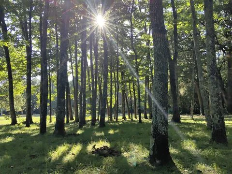 Sun beams comming up behing the tree in the forest in the morning in the nature Stock Photos