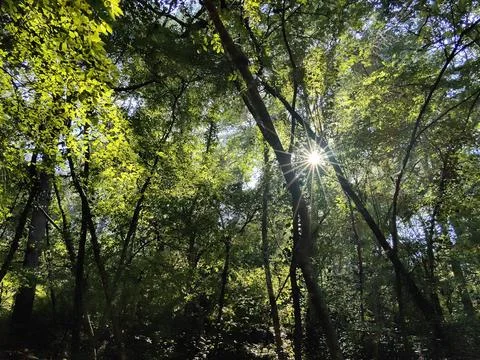 Sun beams comming up behing the tree in the forest in the morning in the nature Stock Photos
