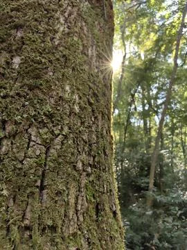 Sun beams comming up behing the tree in the forest in the morning in the nature Stock Photos