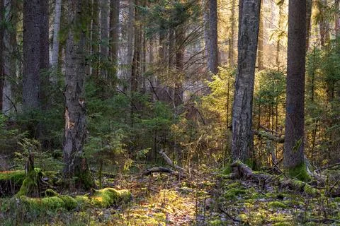 Sun beams filtering through forest trees and mossy ground Stock-Fotos