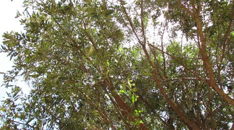 Sun beams Видео 23583501