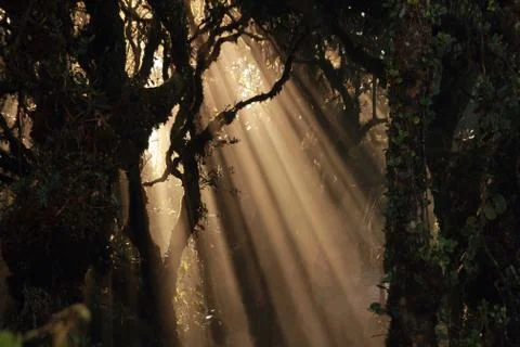 Sun beams in forest Stock Photos