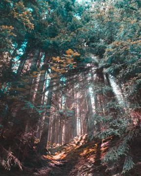 Sun beams in the forest 写真素材
