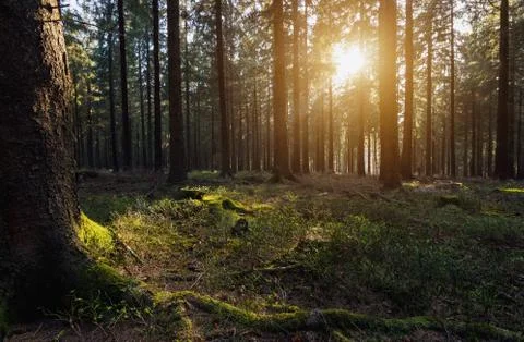Sun beams in the forest 写真素材