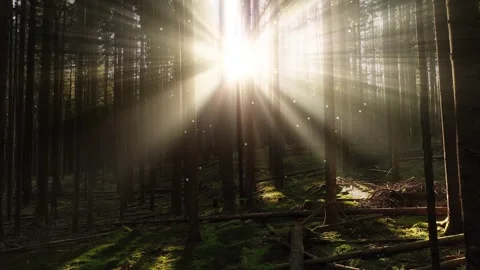 Sun beams in the forest with slow firefly motion animation Vídeo Stock 334805756