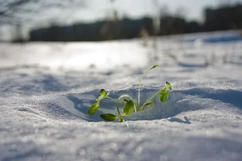 In sun beams. Impossible - it is possible Stock-Fotos