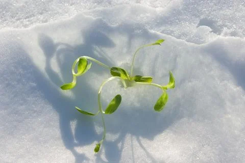 In sun beams. Impossible - it is possible Stock Photos